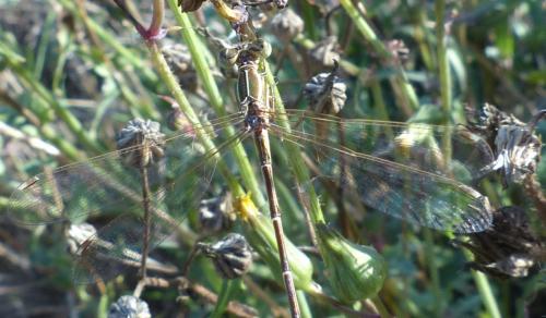 Lestes barbarus